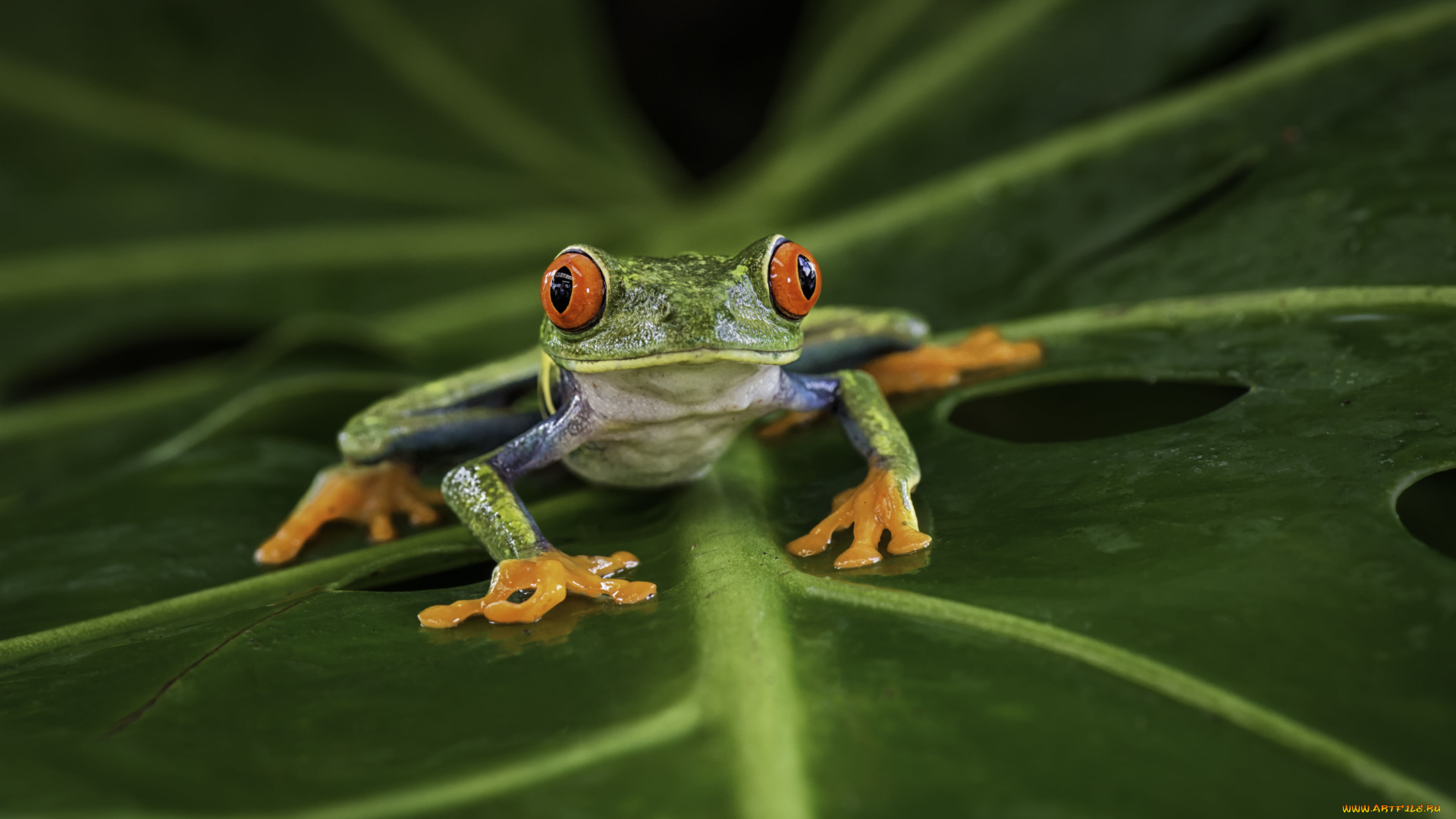 животные, лягушки, лягушка