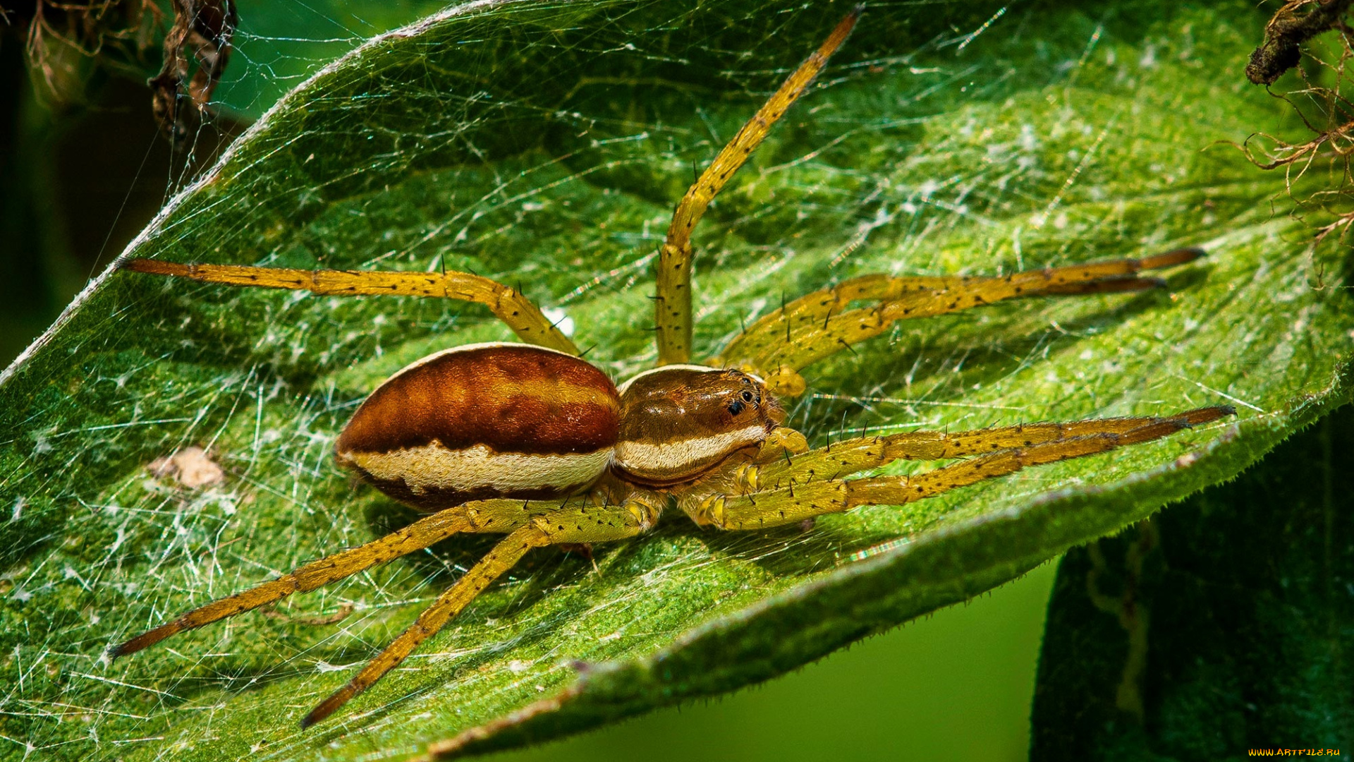 животные, пауки, паук
