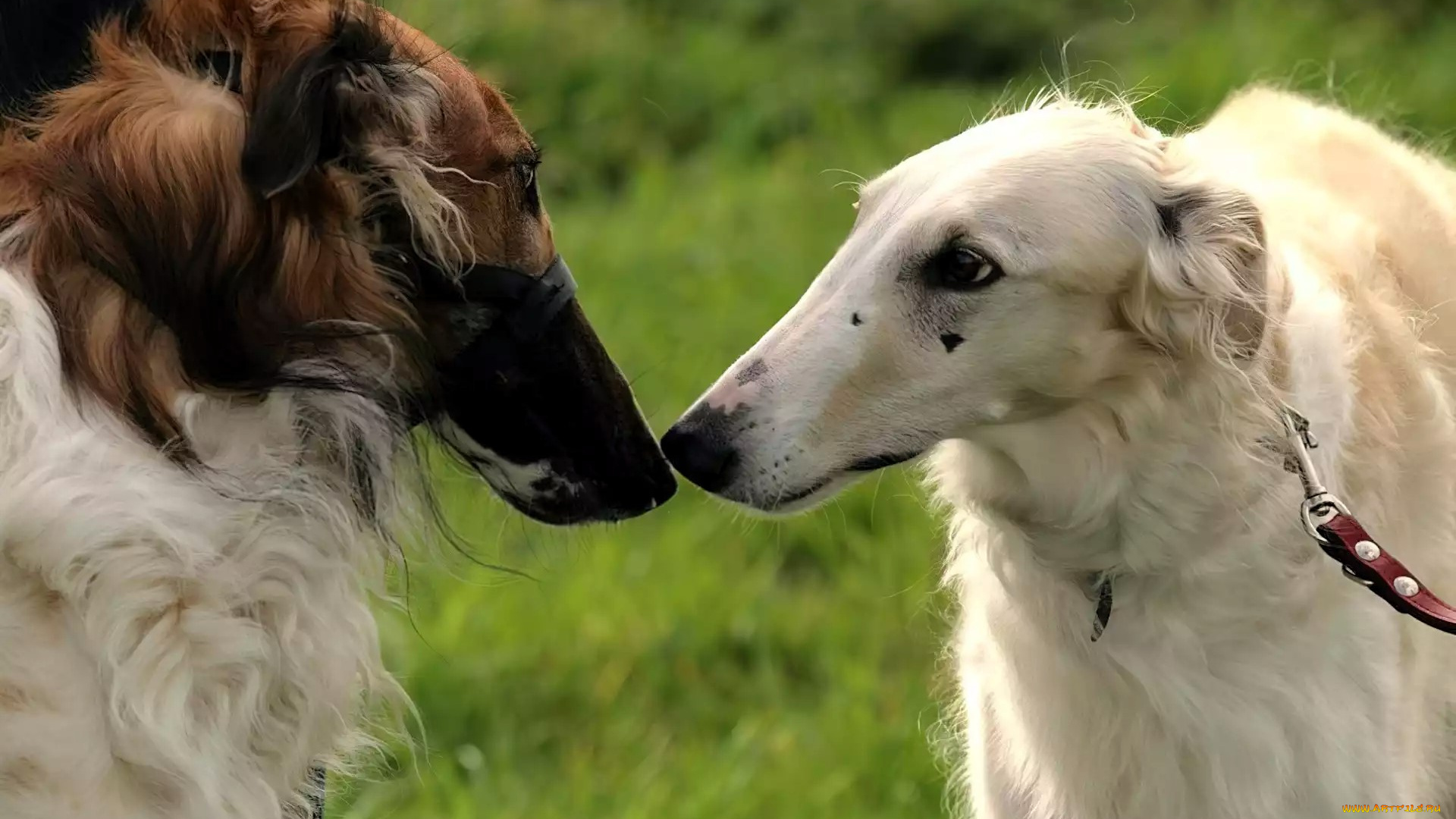животные, собаки, борзые, лужайка