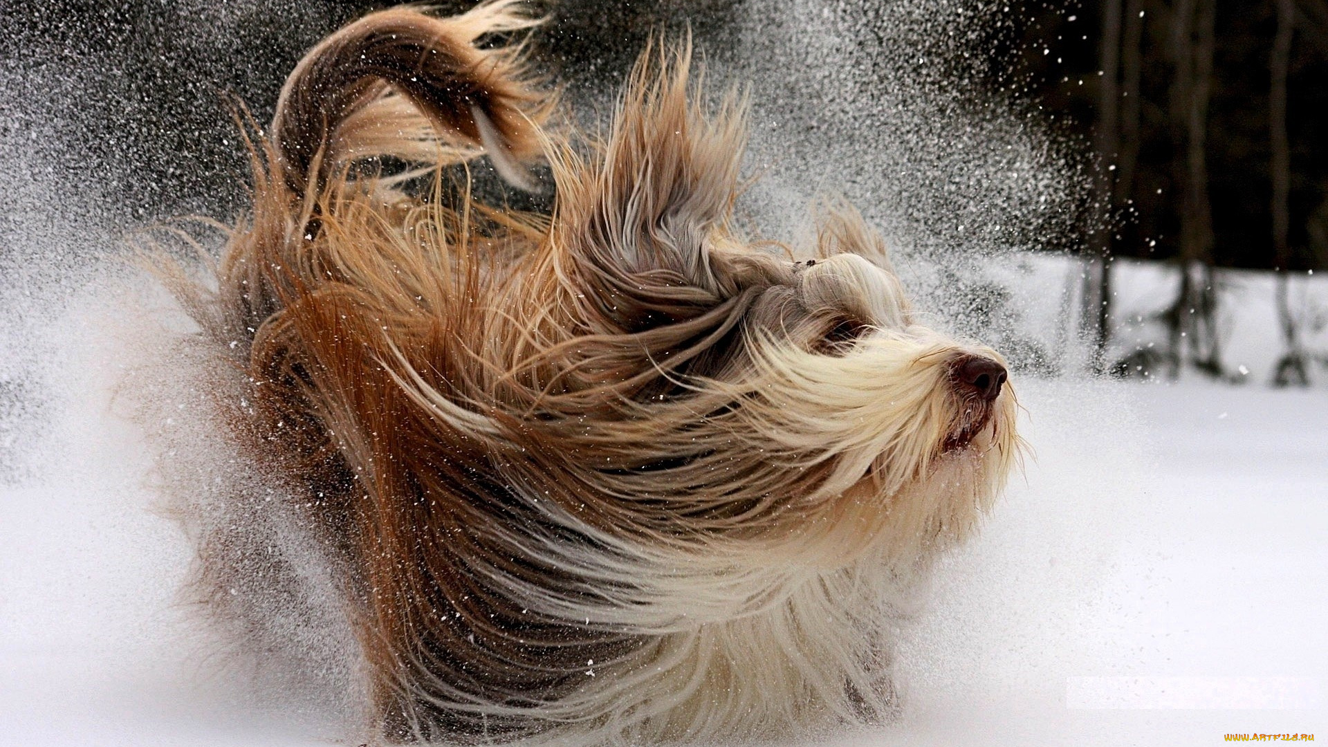 животные, собаки, собака, шерсть, снег