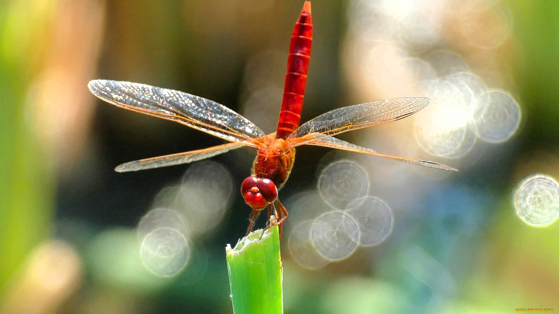 животные, стрекозы, стрекоза, блики, стебель