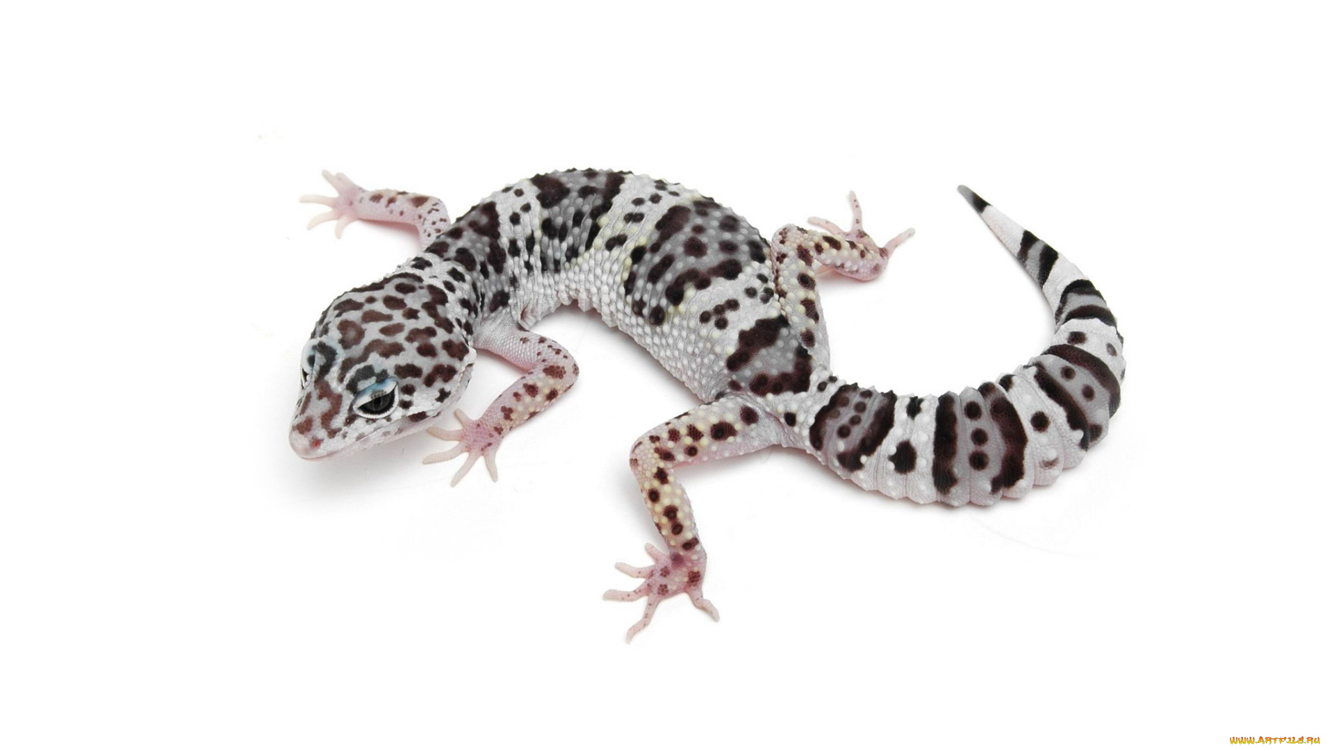 животные, ящерицы, , игуаны, , вараны, ящерица