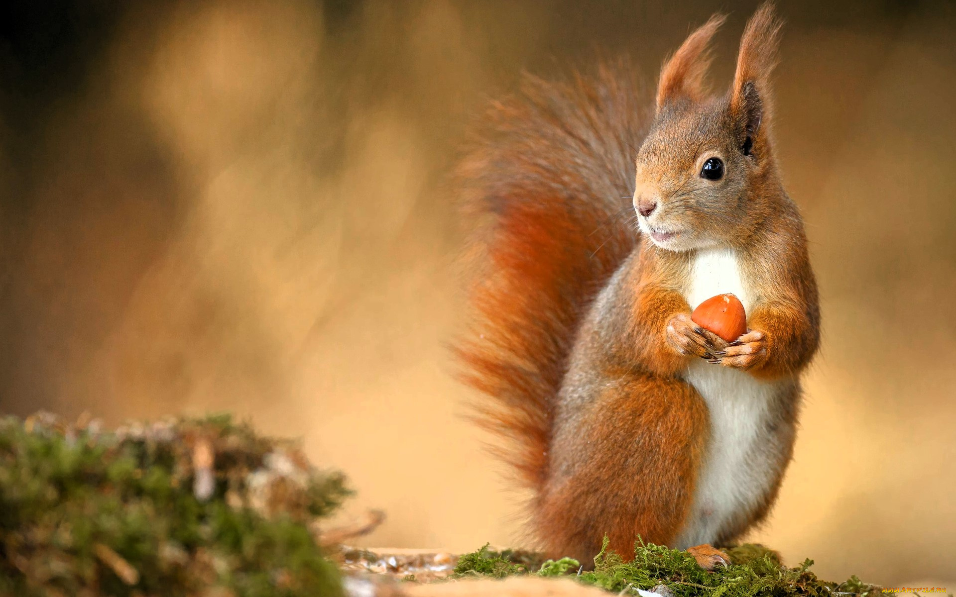 животные, белки, белка, орех, мох