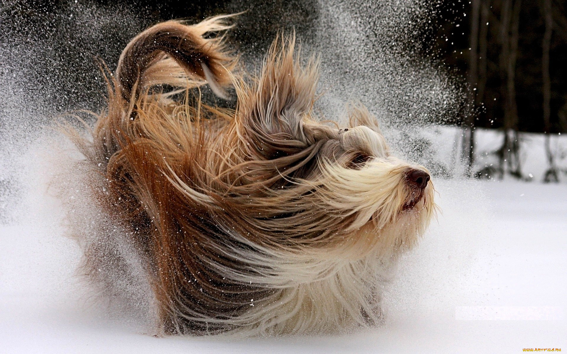 животные, собаки, собака, шерсть, снег