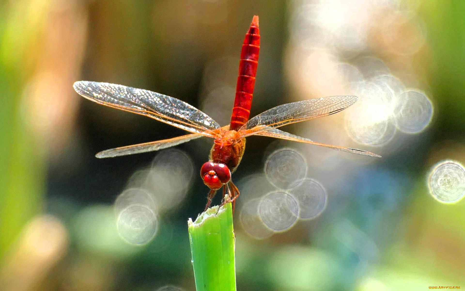 животные, стрекозы, стрекоза, блики, стебель