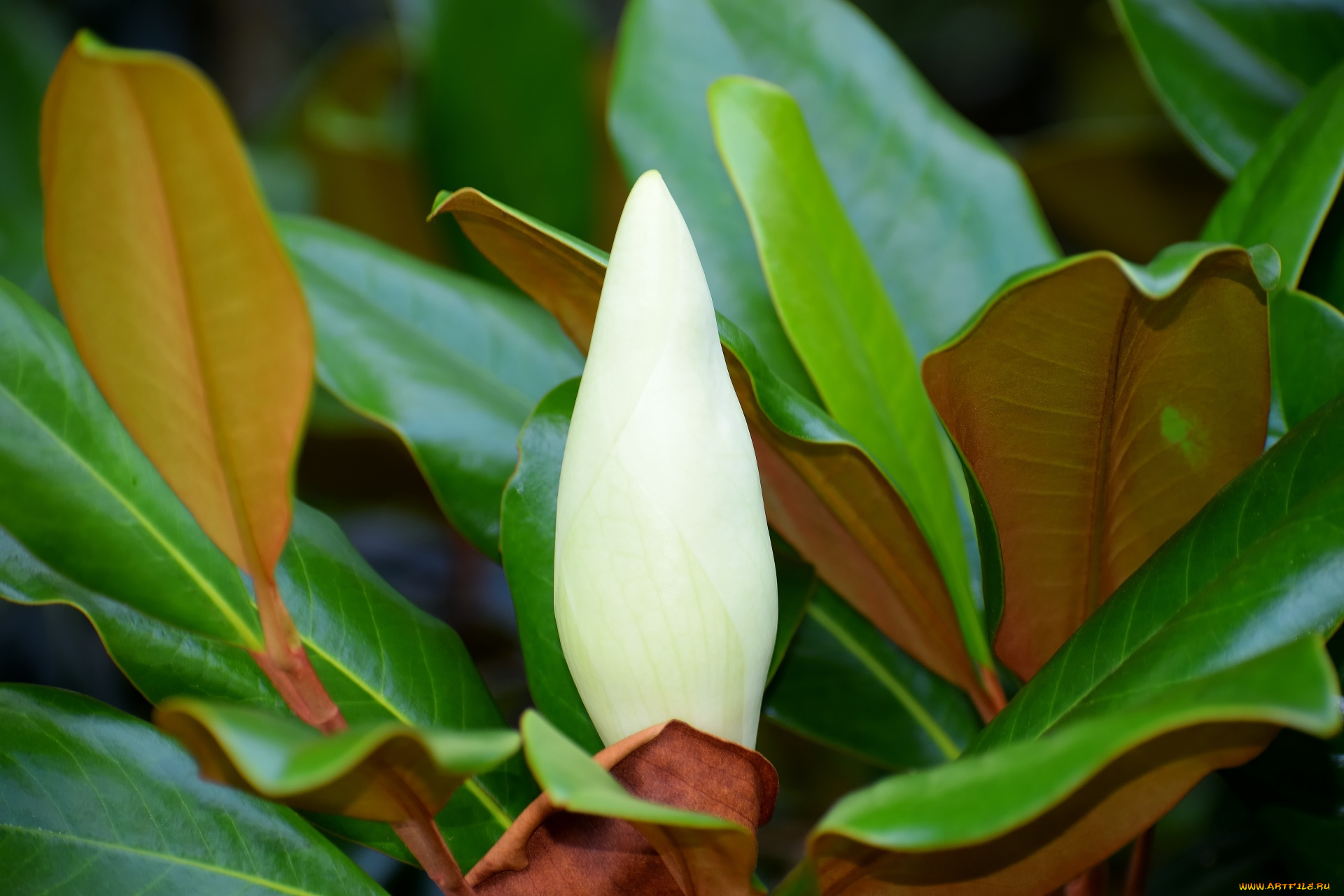 цветы, магнолии, листья, бутон, магнолия, белая