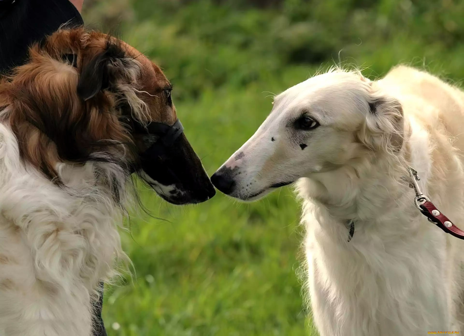 животные, собаки, борзые, лужайка