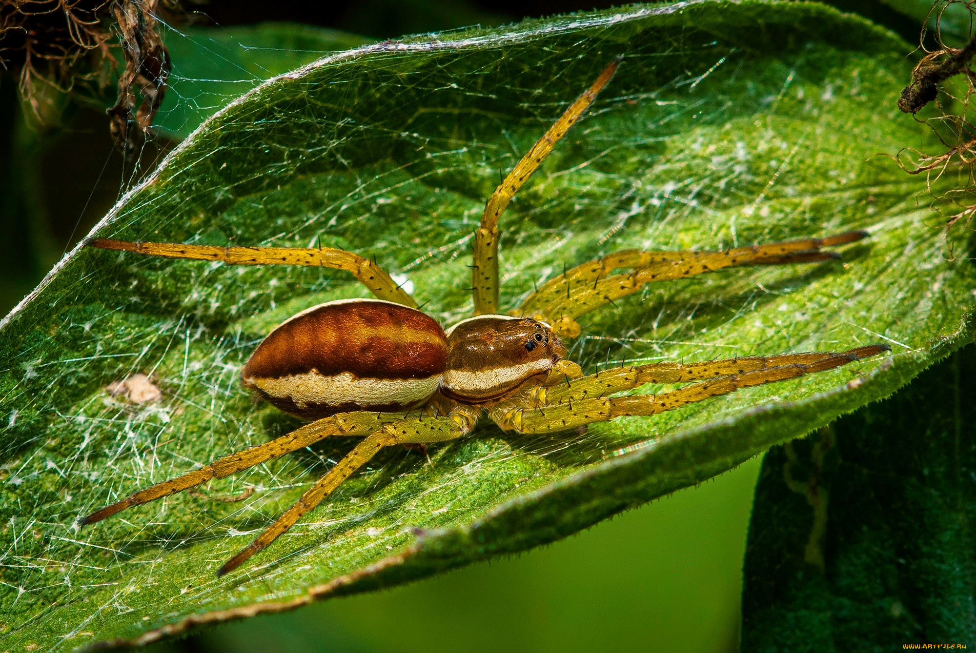 животные, пауки, паук