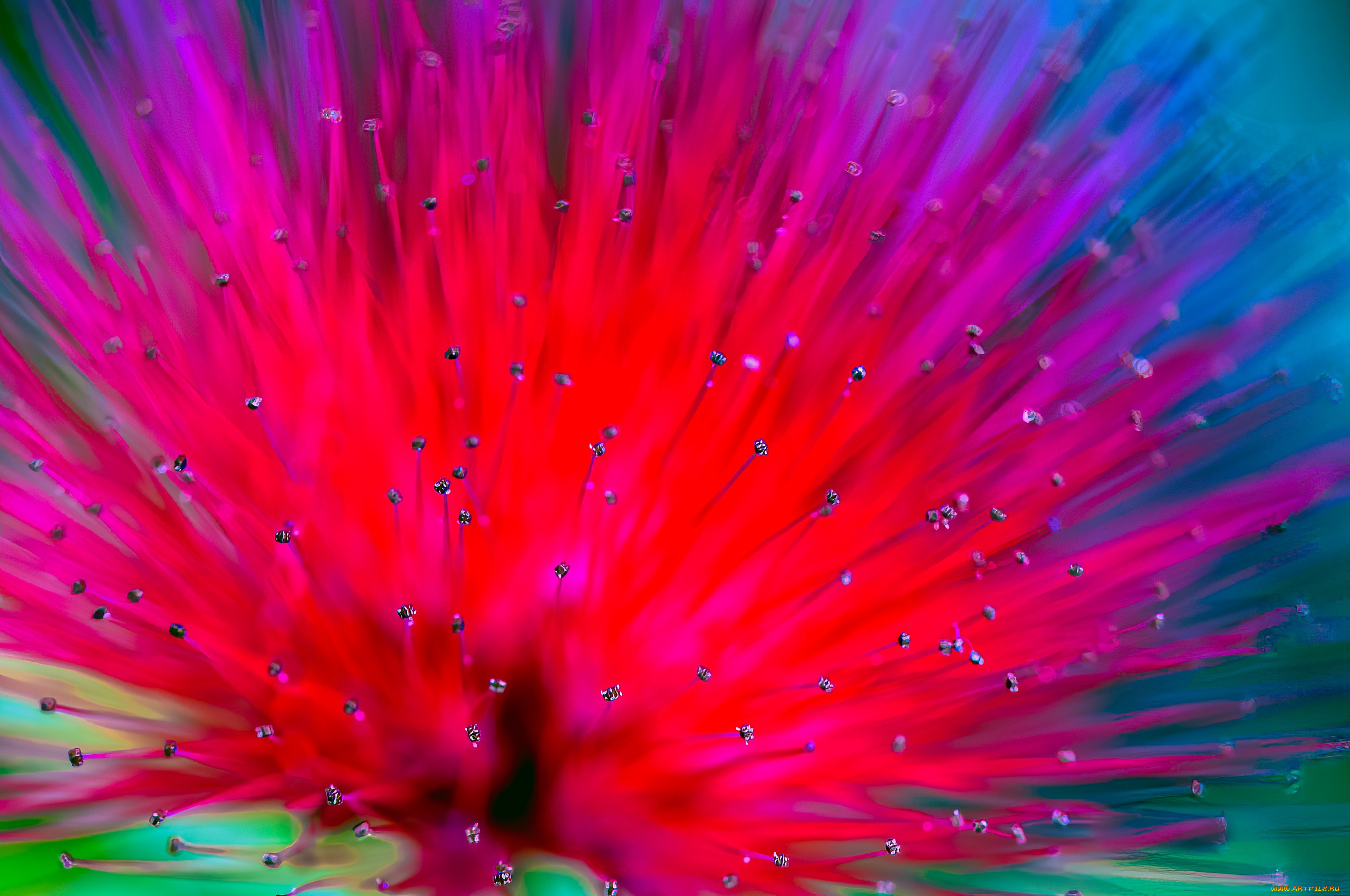 цветы, акация, цветок