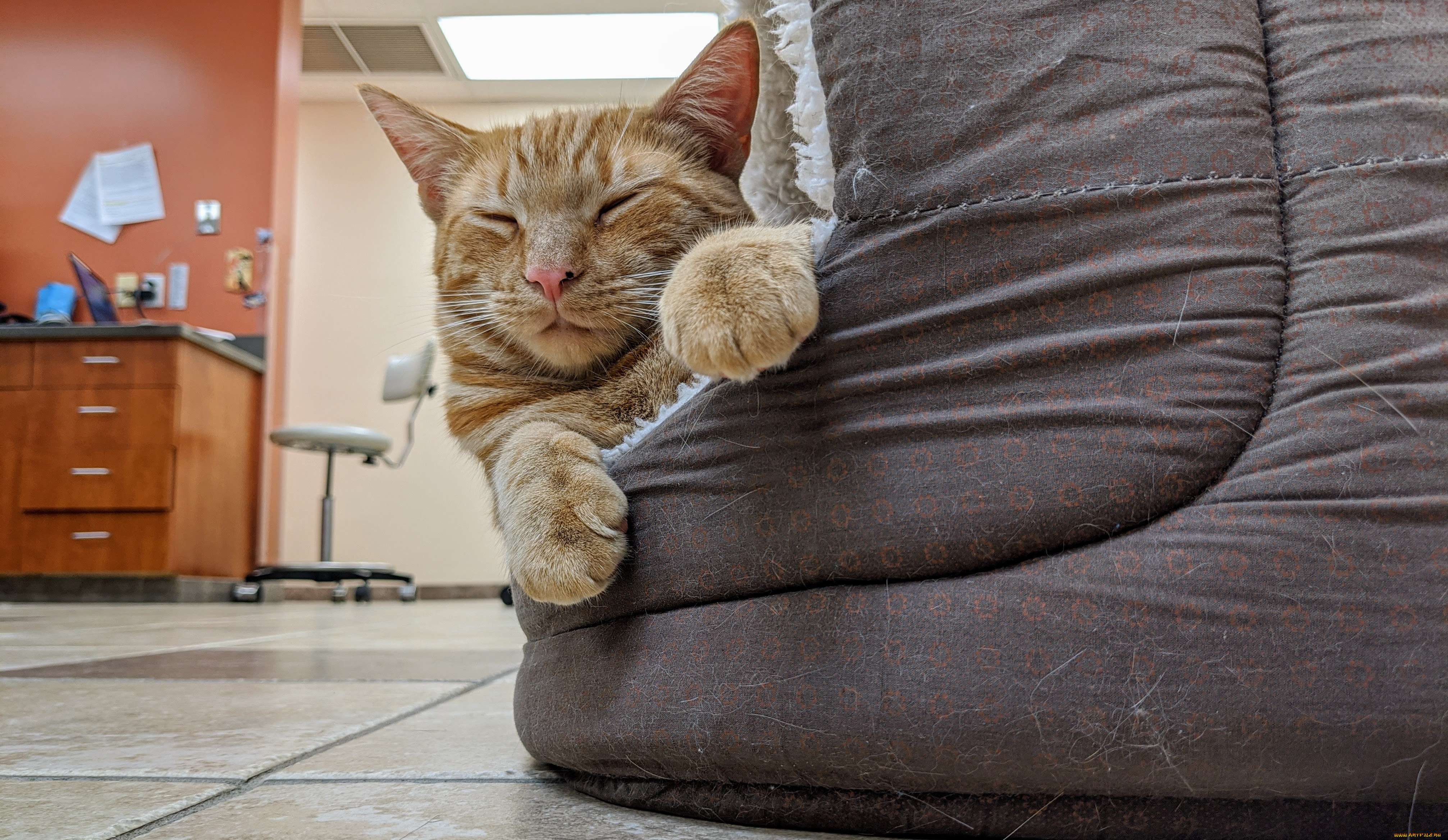 животные, коты, кот, кошка