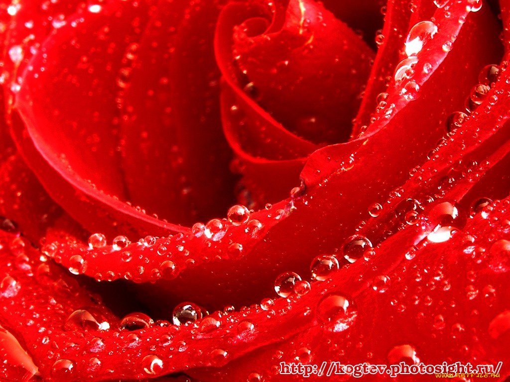 цветы, розы