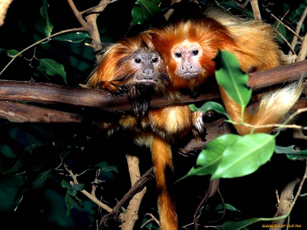животные, обезьяны