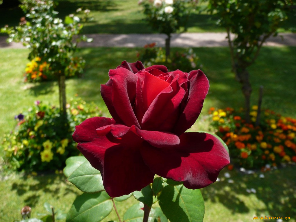 цветы, розы