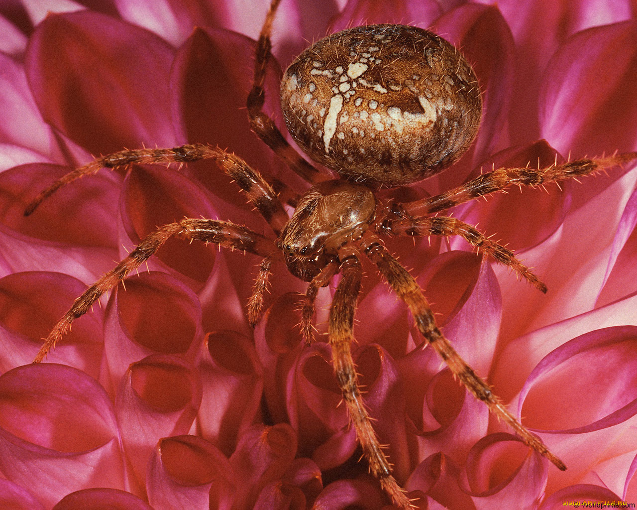 животные, пауки