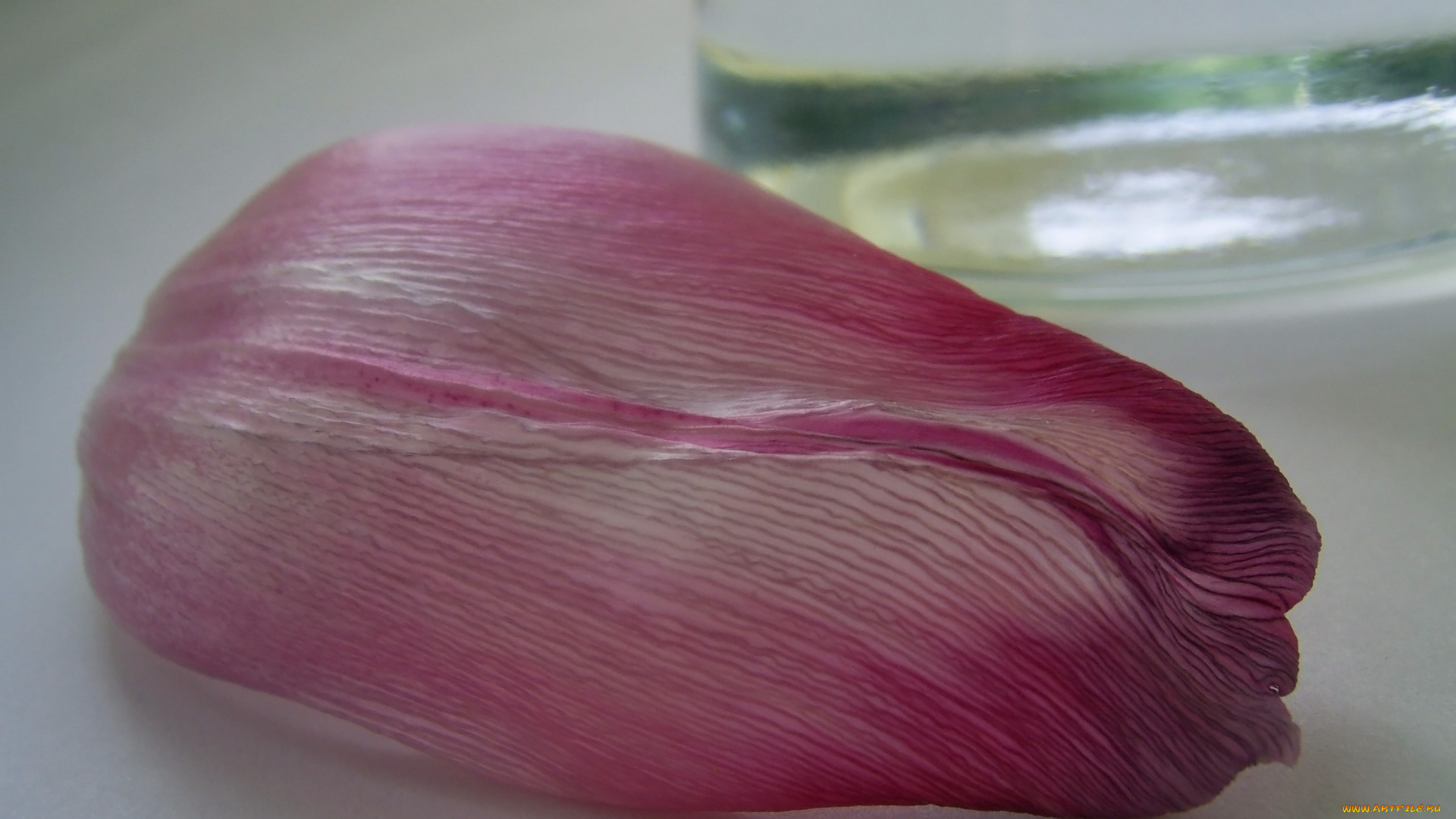 цветы, тюльпаны