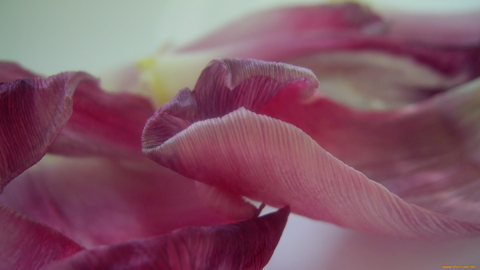 цветы, тюльпаны