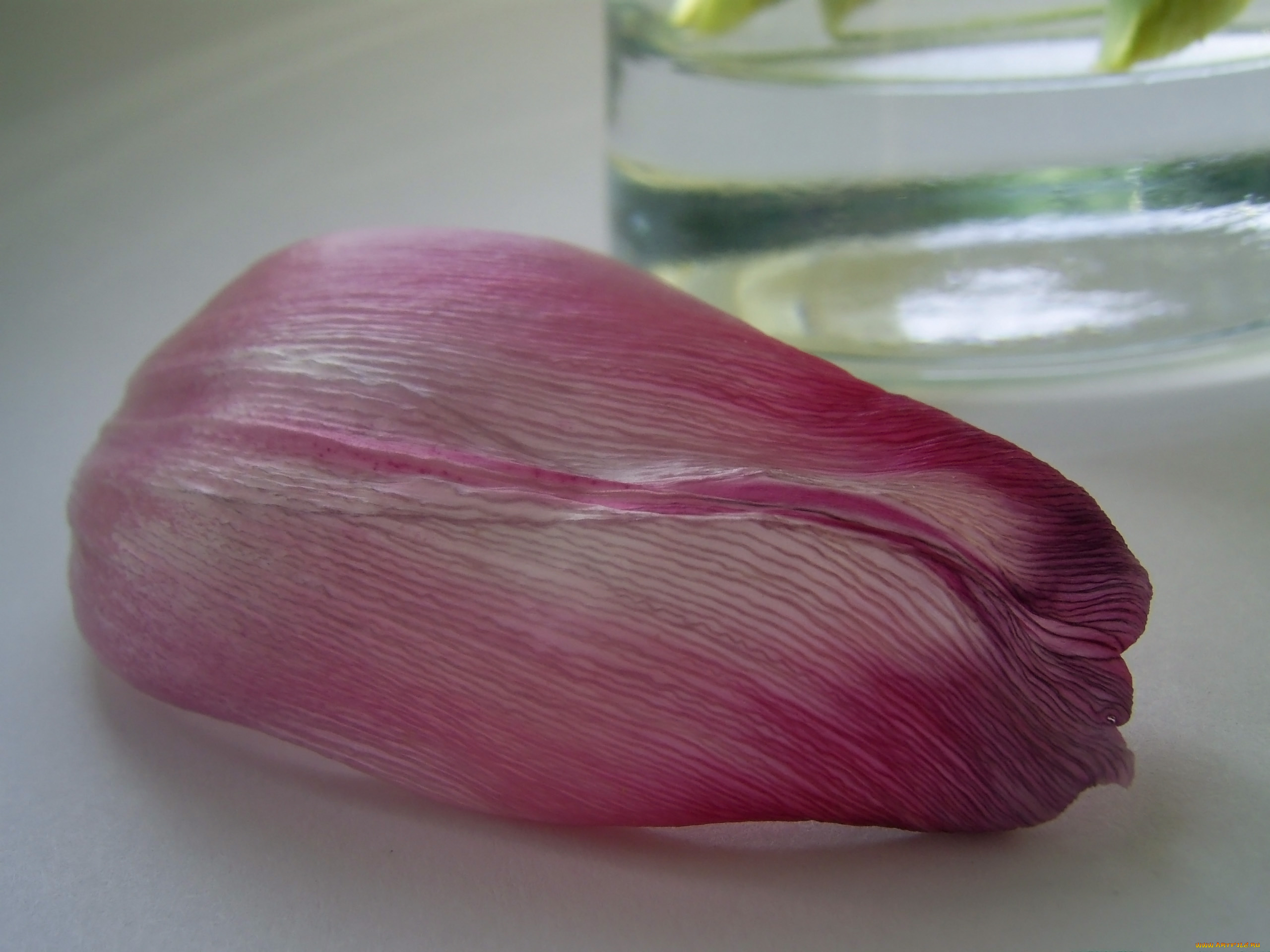 цветы, тюльпаны