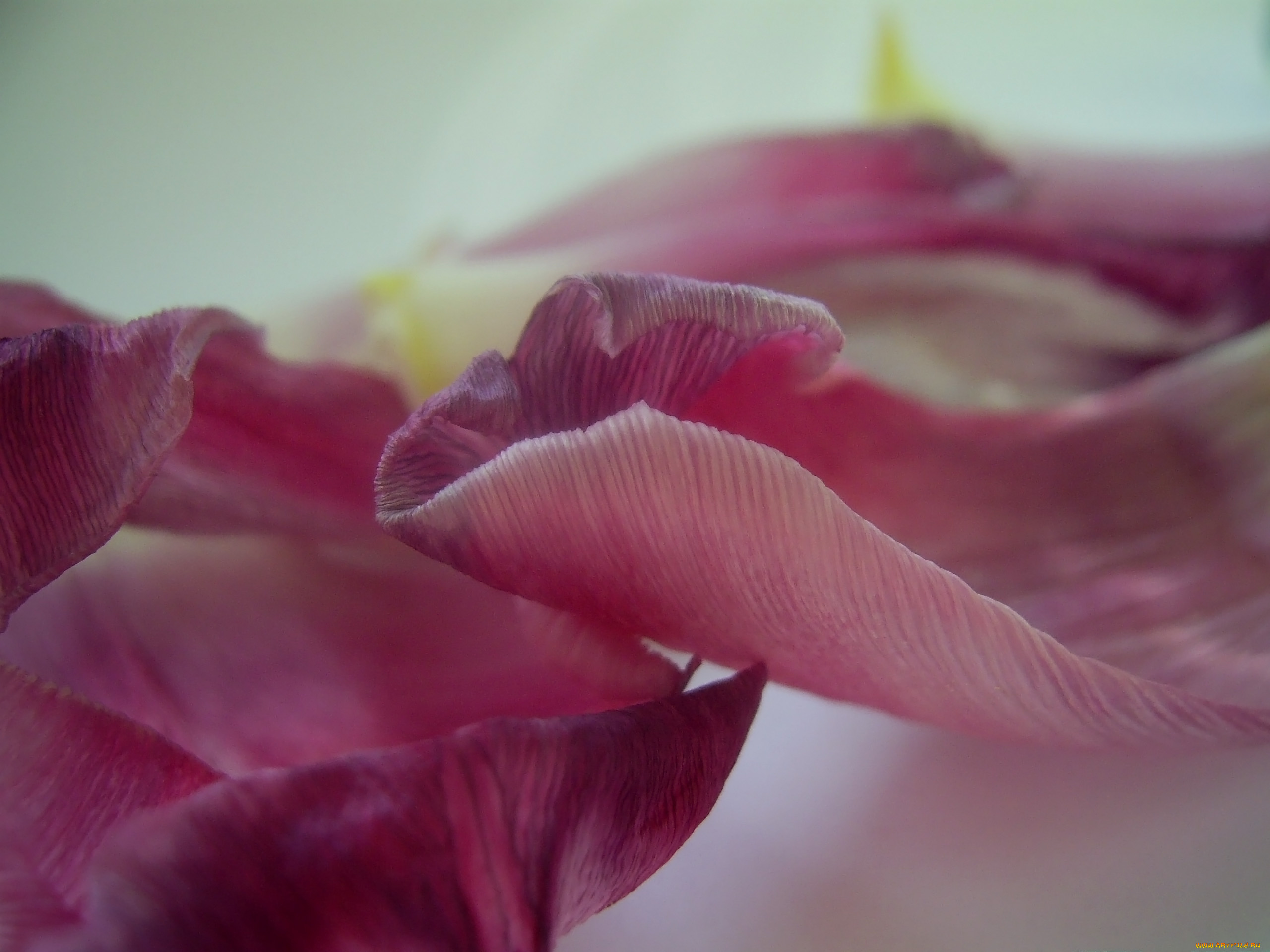 цветы, тюльпаны