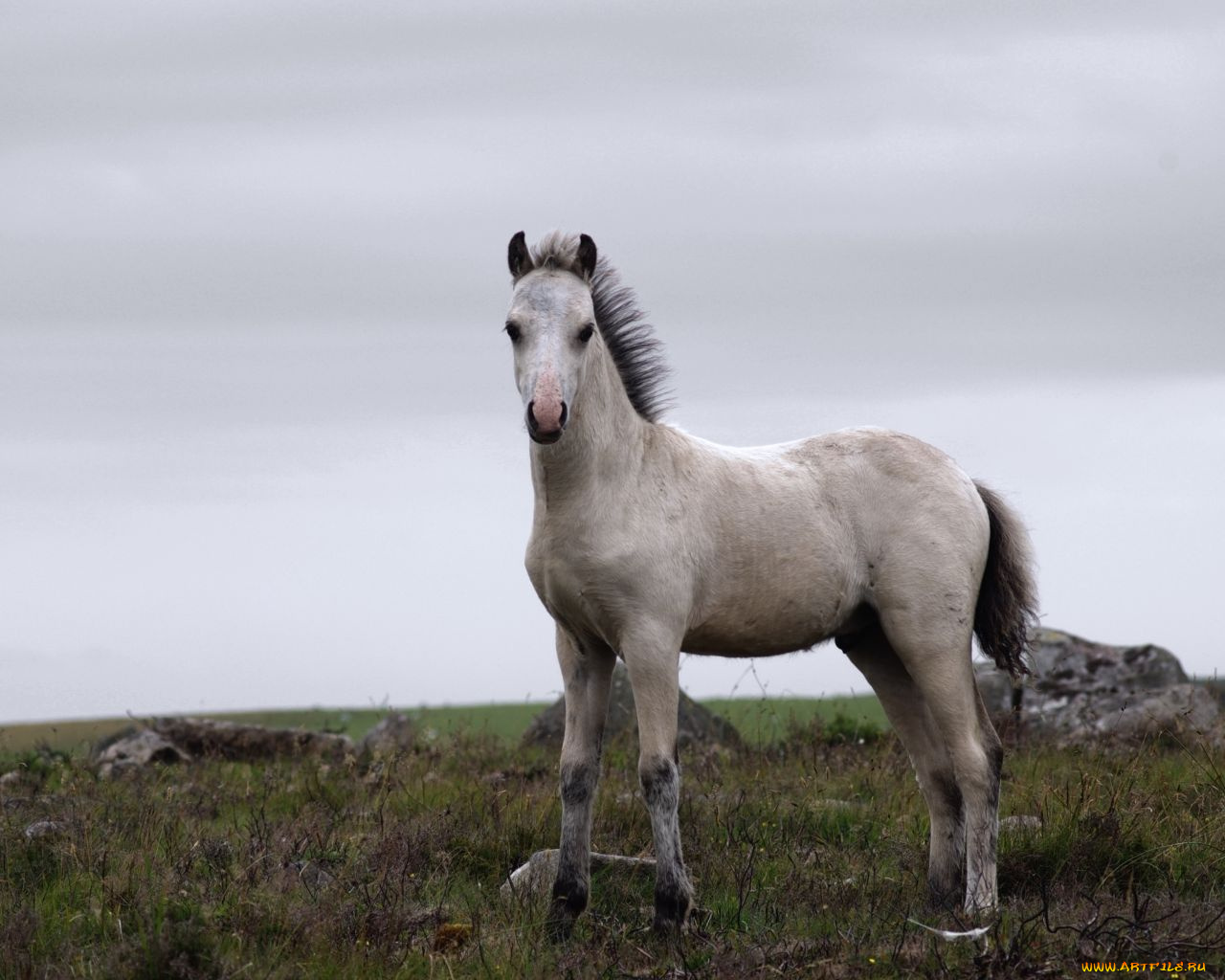 животные, лошади