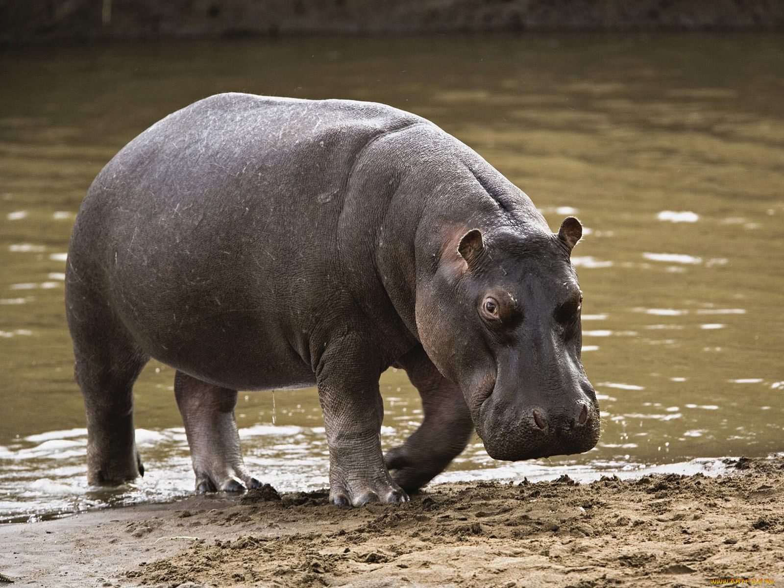 животные, бегемоты