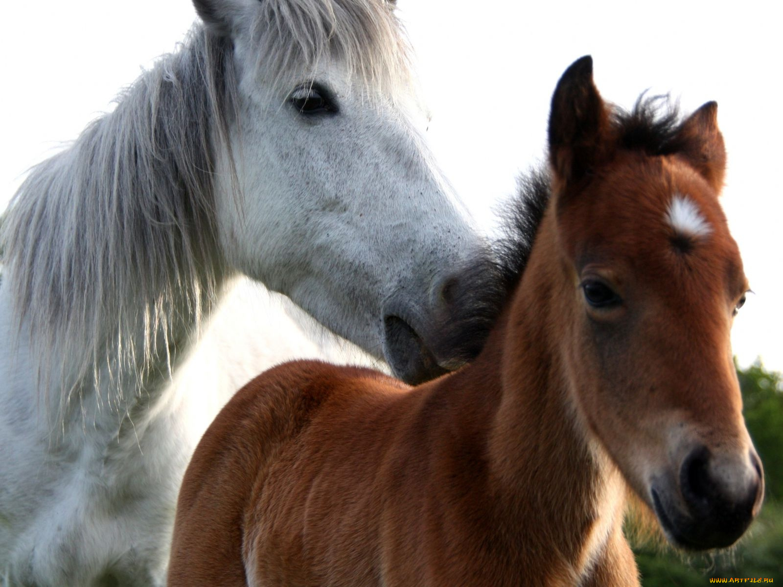 животные, лошади