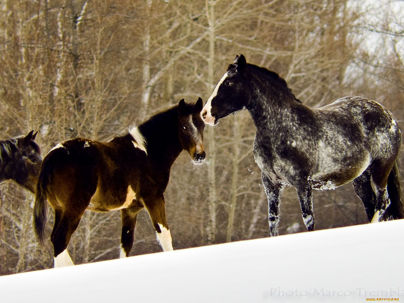 животные, лошади