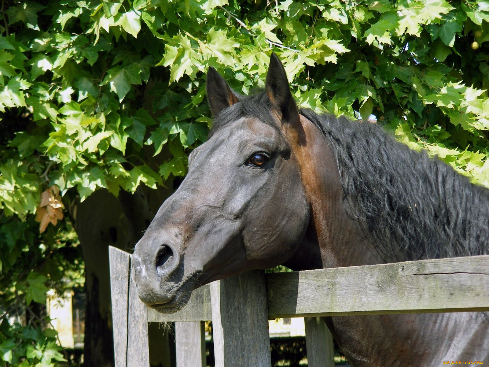 животные, лошади