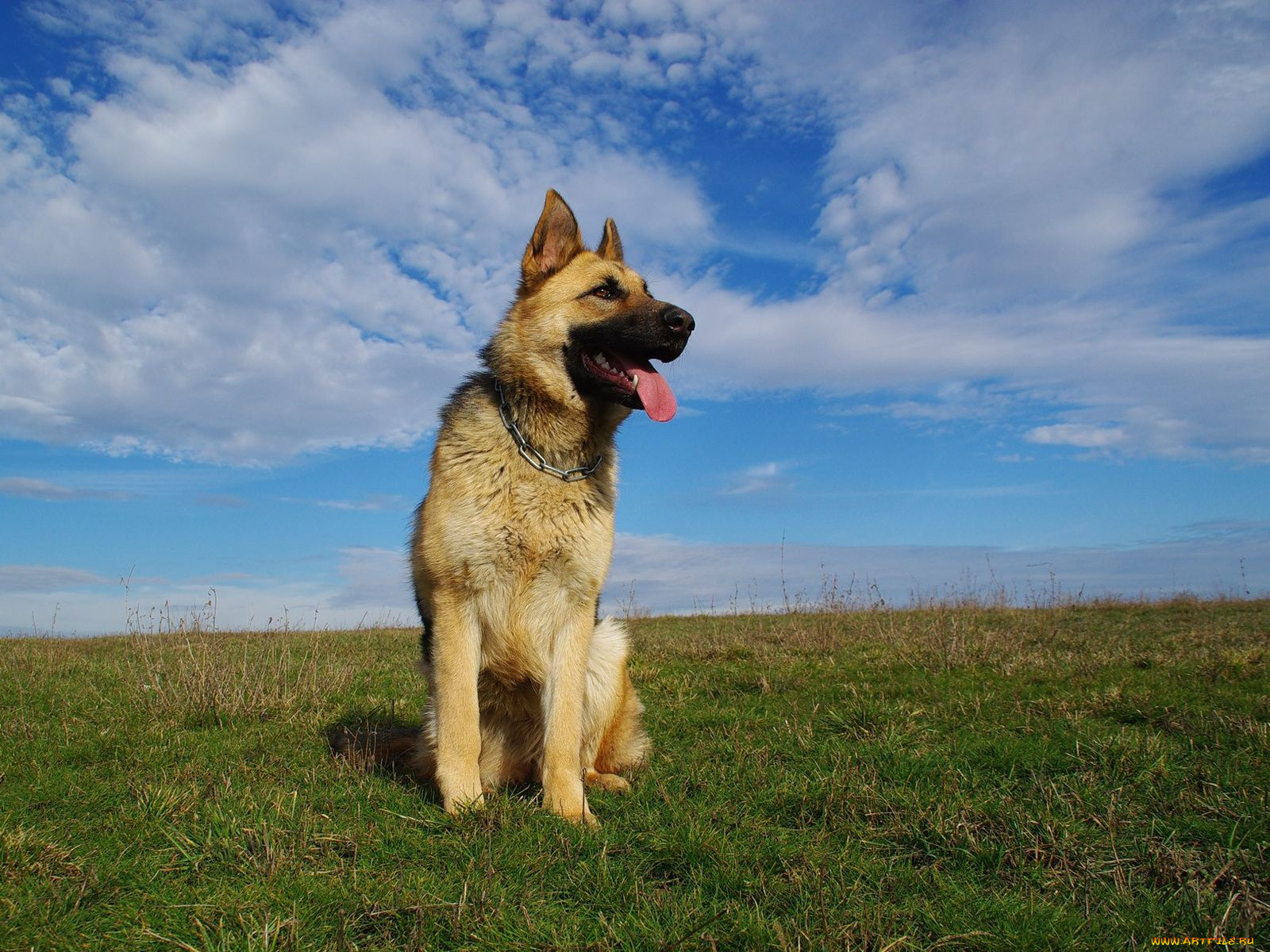 животные, собаки