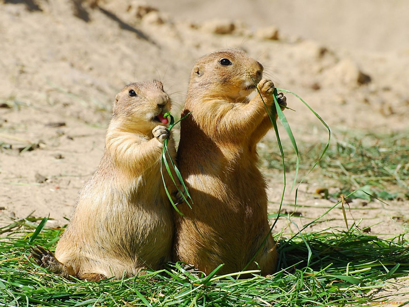 животные, суслики, сурки