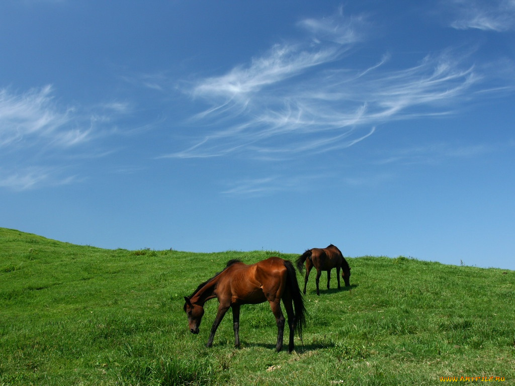животные, лошади