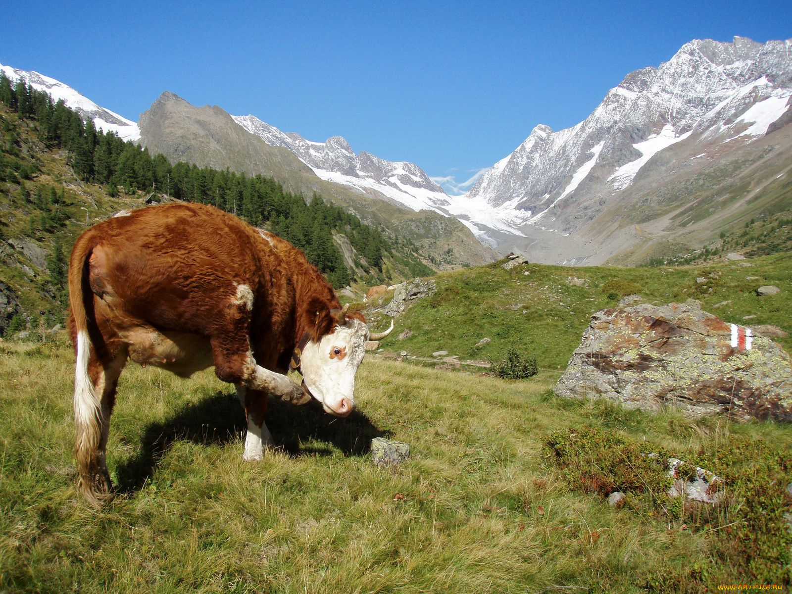 животные, коровы, буйволы, cow