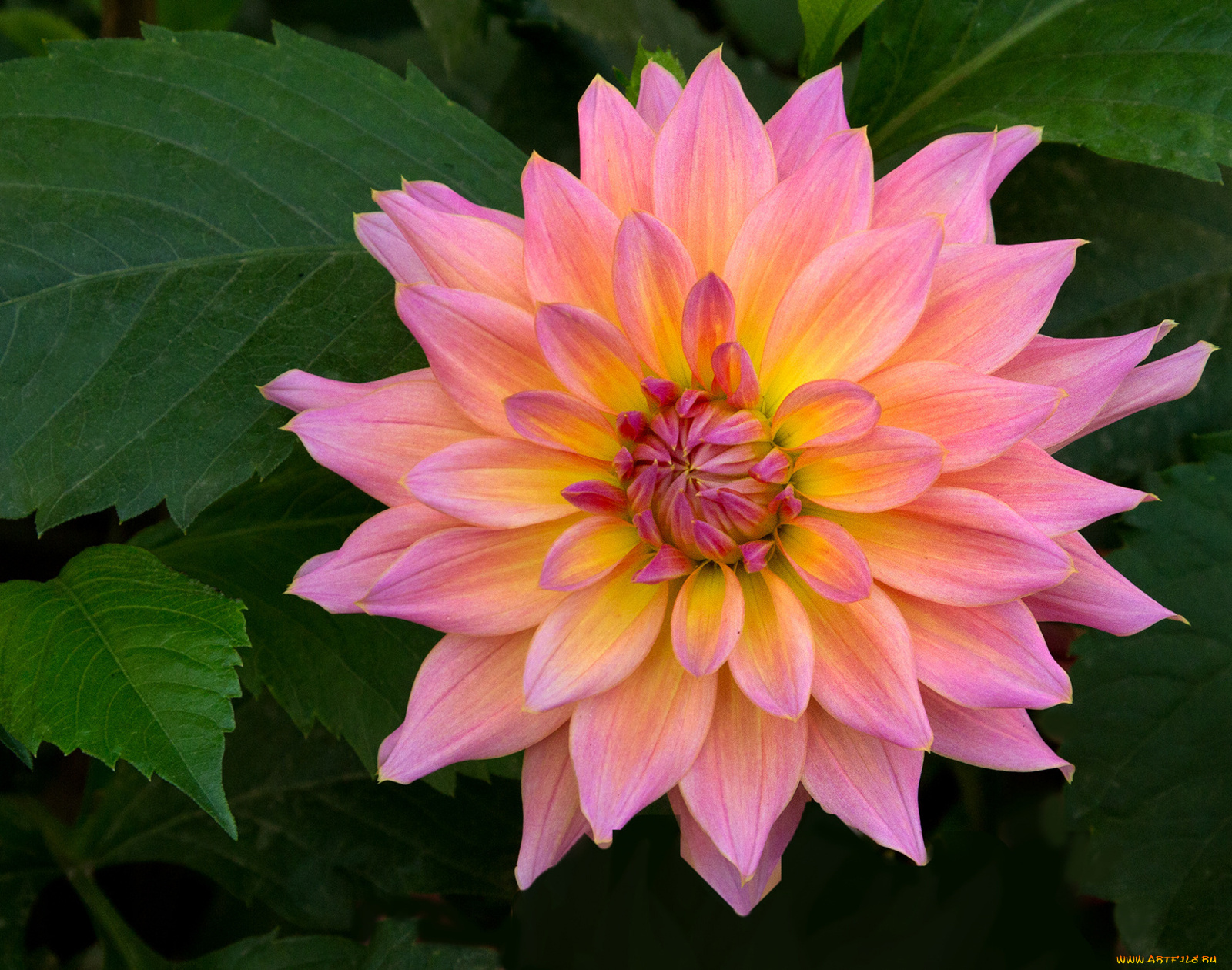 цветы, георгины, лепестки