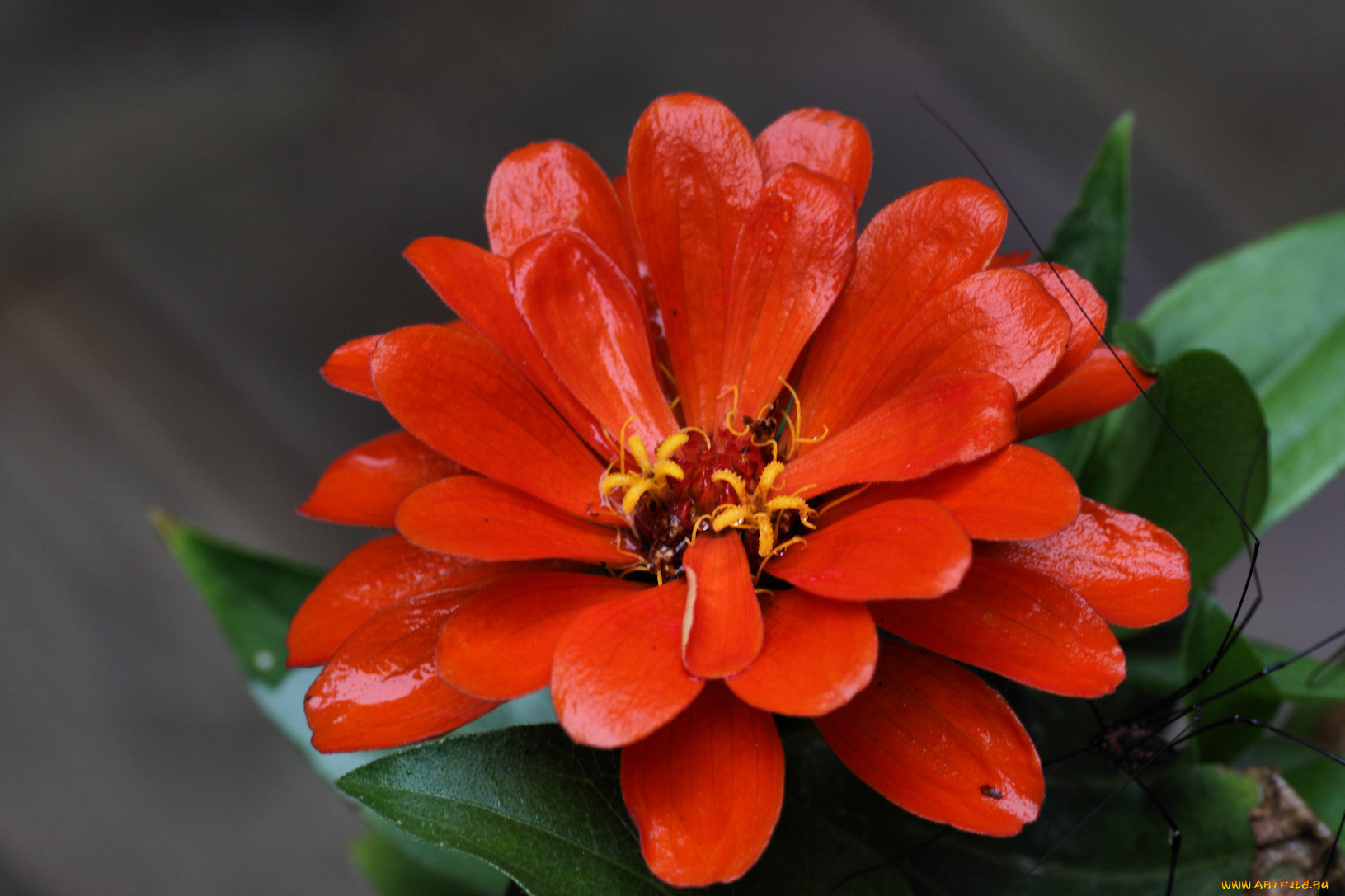 цветы, красные