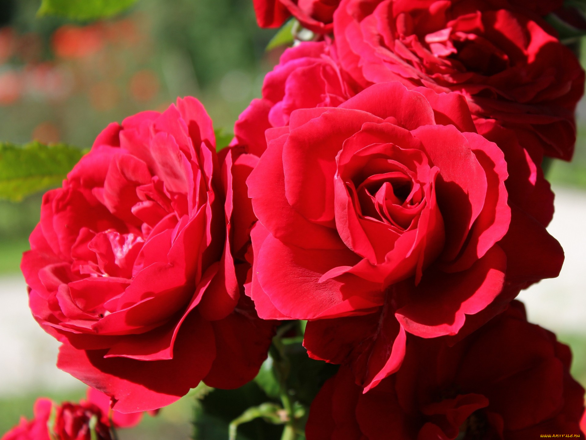цветы, розы, красный