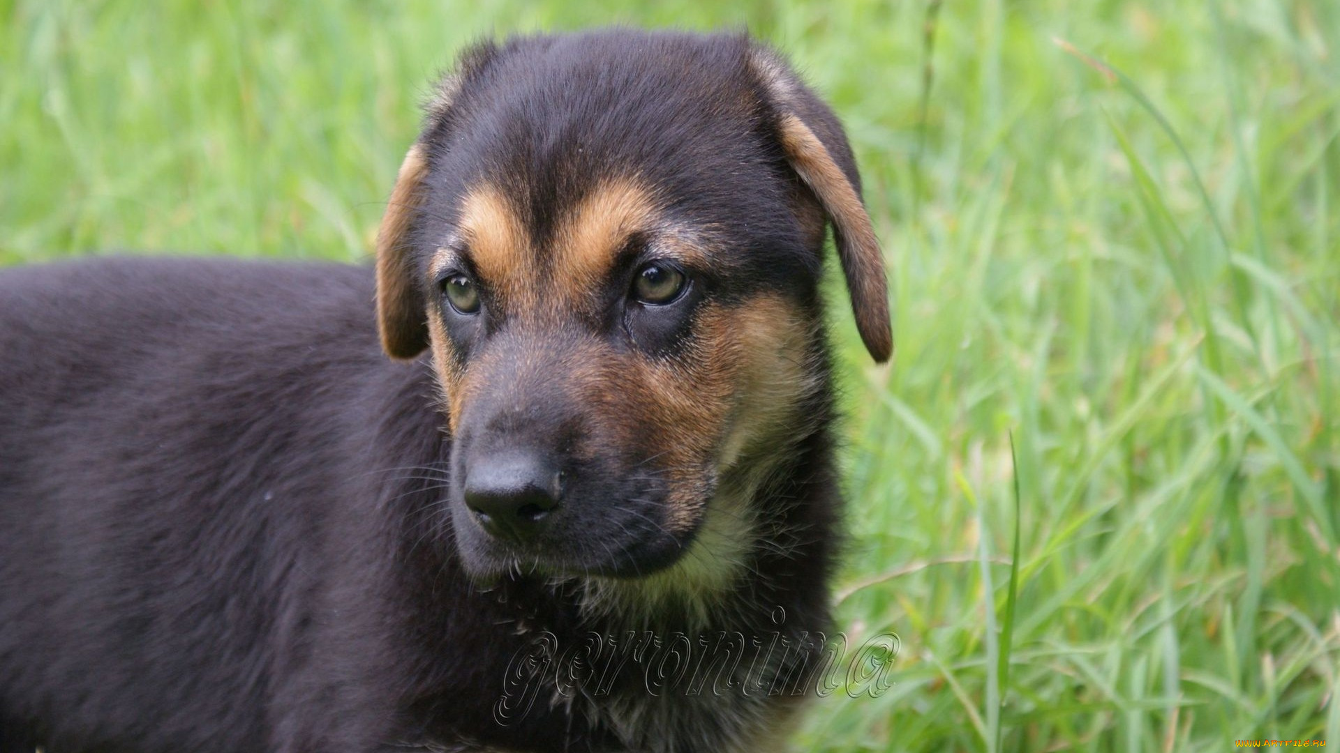 автор, geronima, животные, собаки, щенок