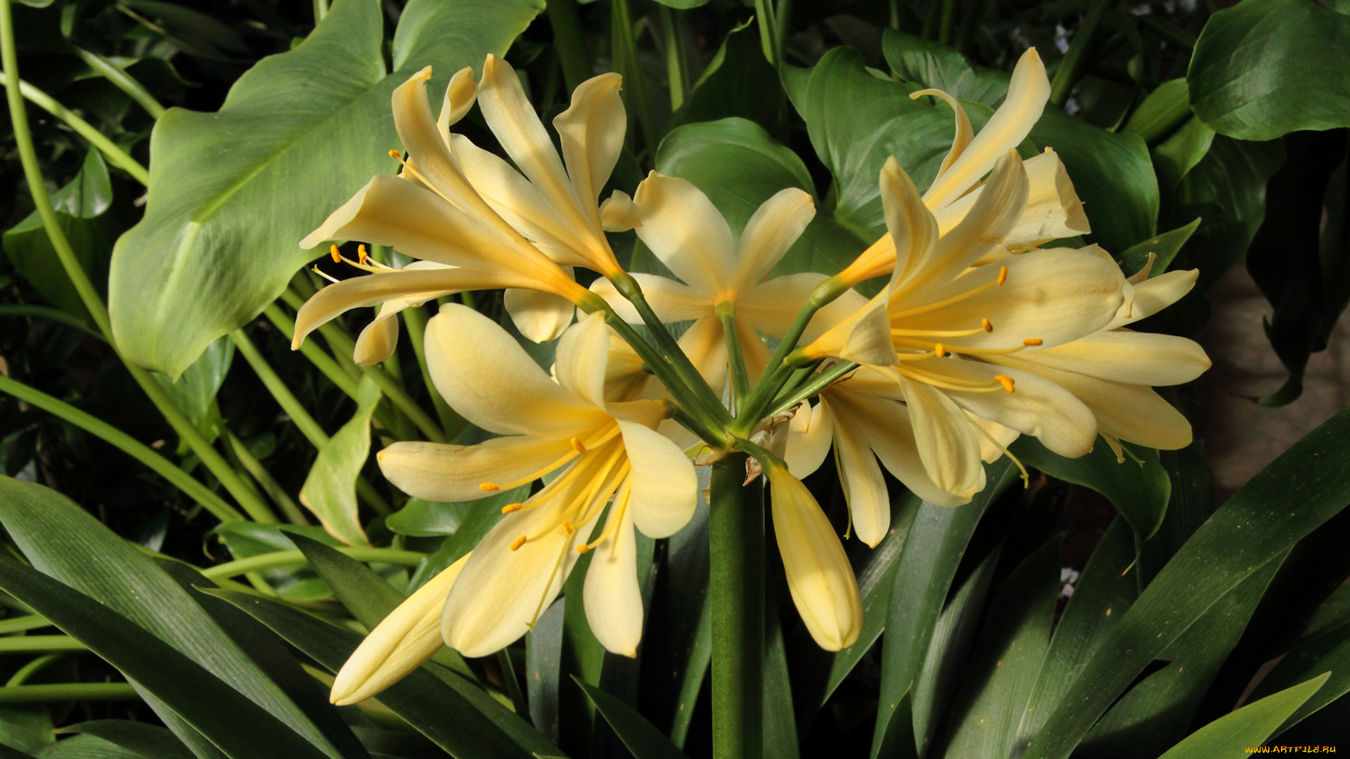 цветы, кливия, желтые