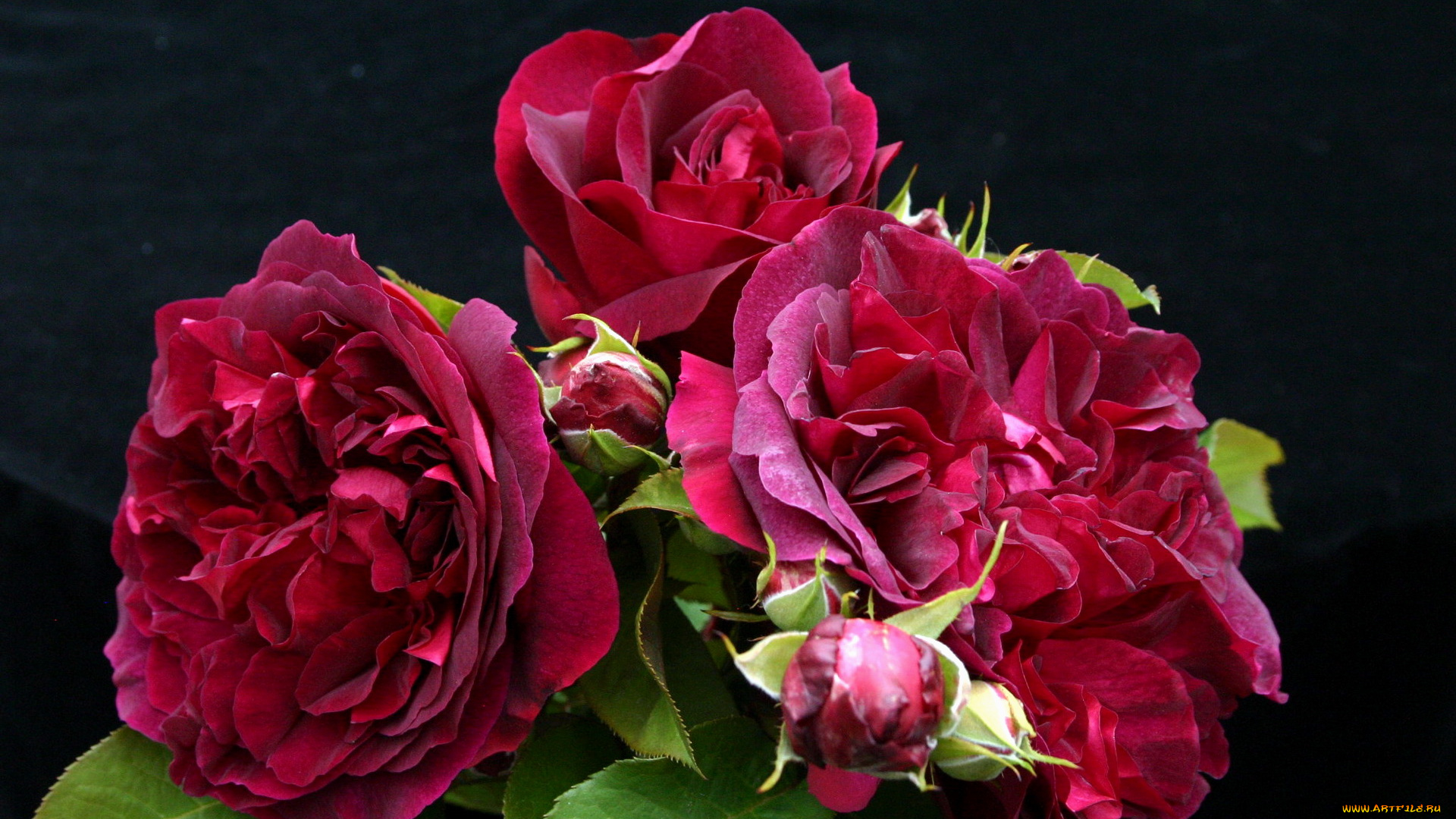 цветы, розы