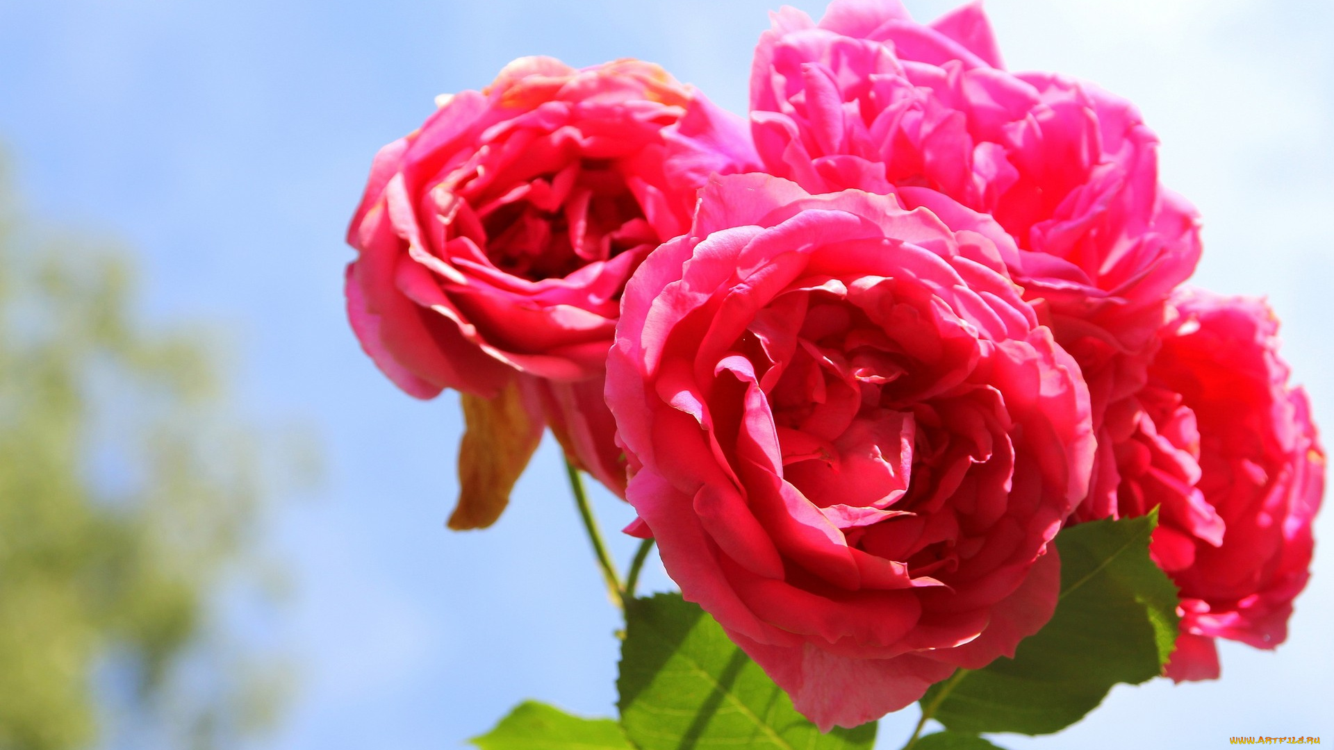 цветы, розы, розовый