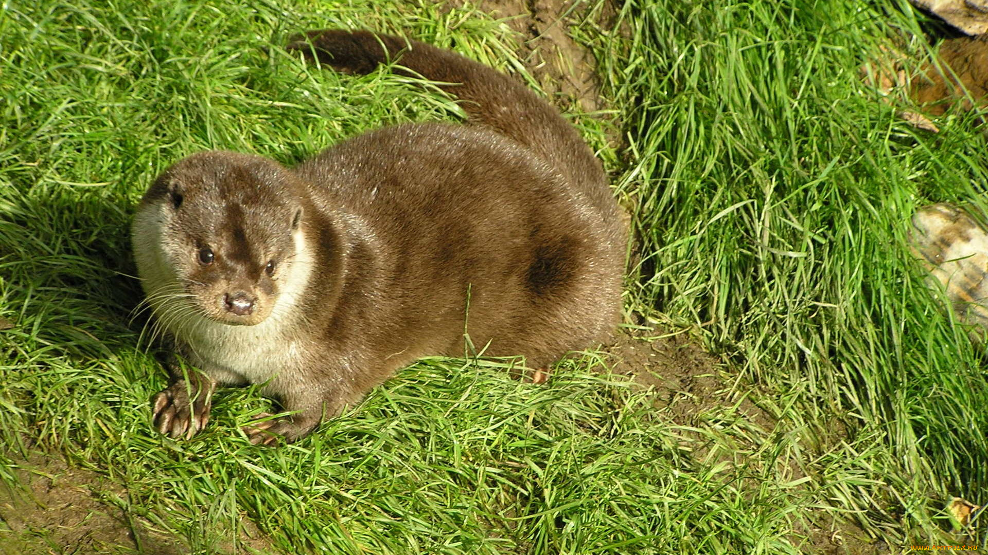 выдра, животные, выдры, каланы, ондатры, зверек, трава
