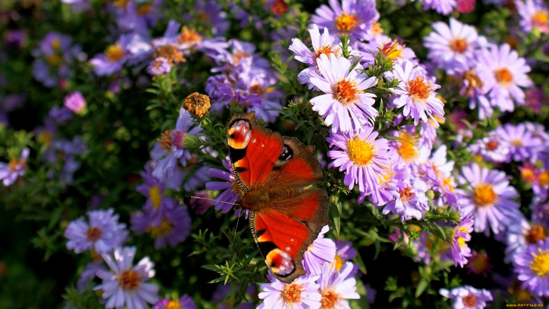 животные, бабочки, куст, яркая, бабочка, цветы