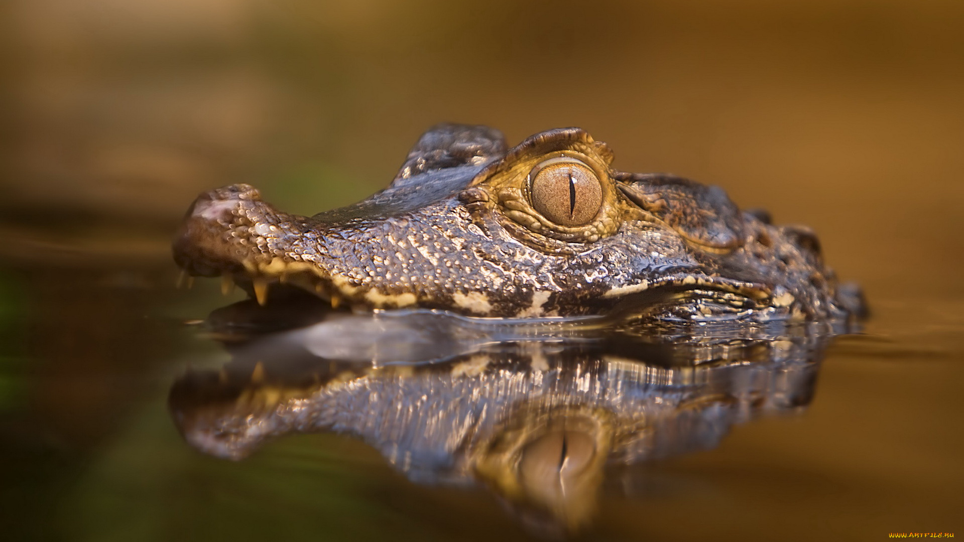 животные, крокодилы, крокодил
