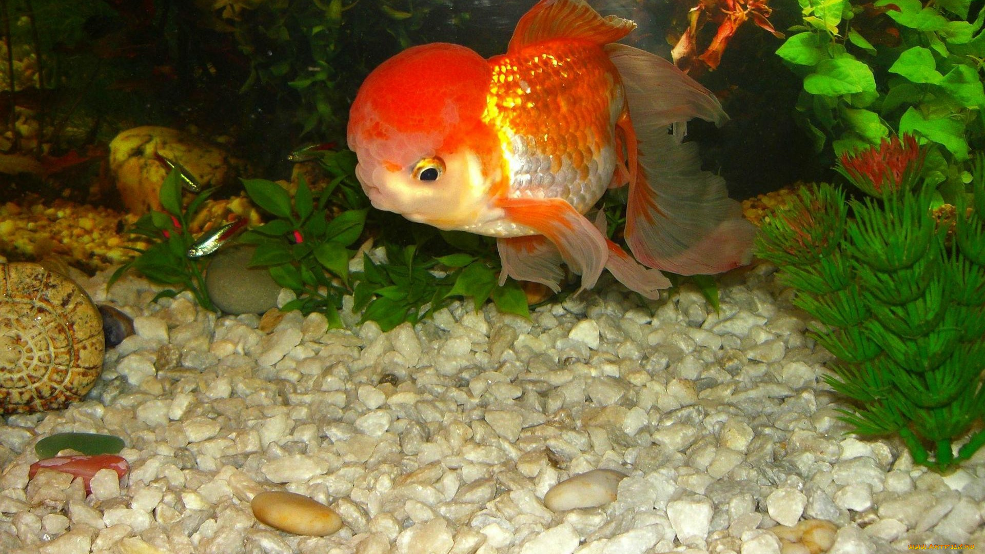 животные, рыбы, камни, водоросли, рыбка, аквариум