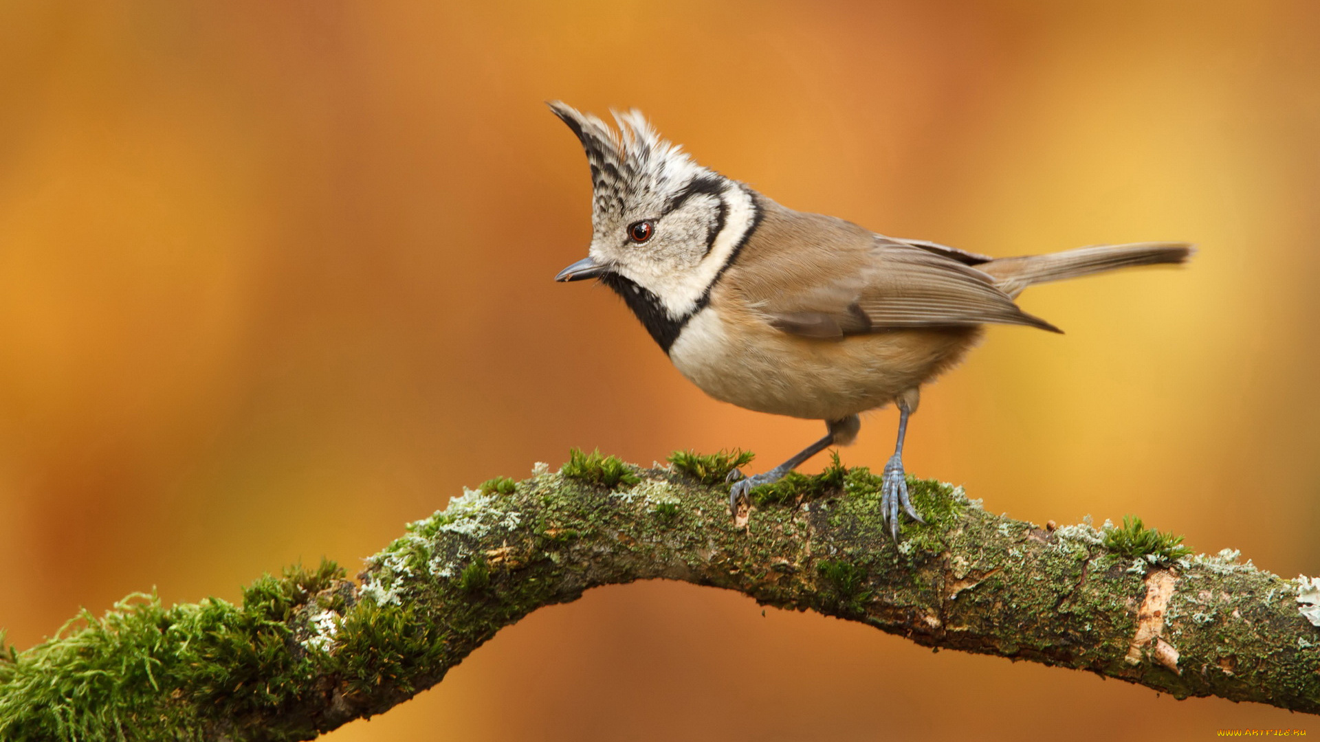 животные, синицы, лазоревки, птица