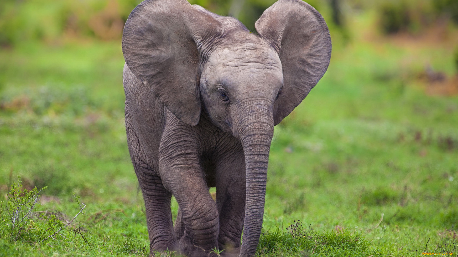 животные, слоны, слон