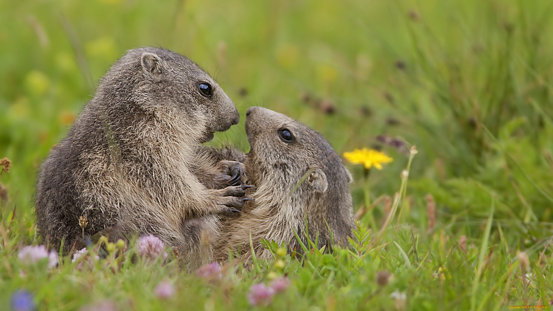 животные, суслики, сурки