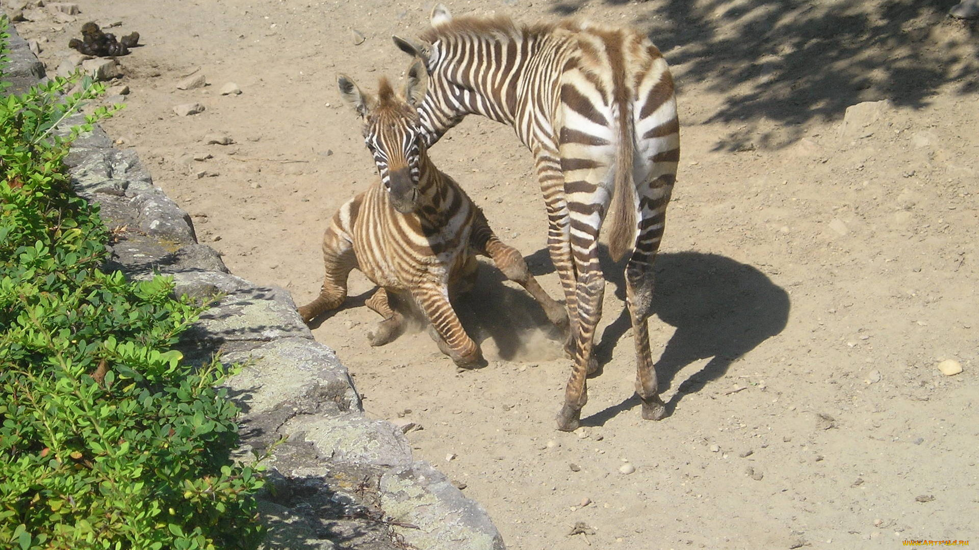 животные, зебры, зоопарк