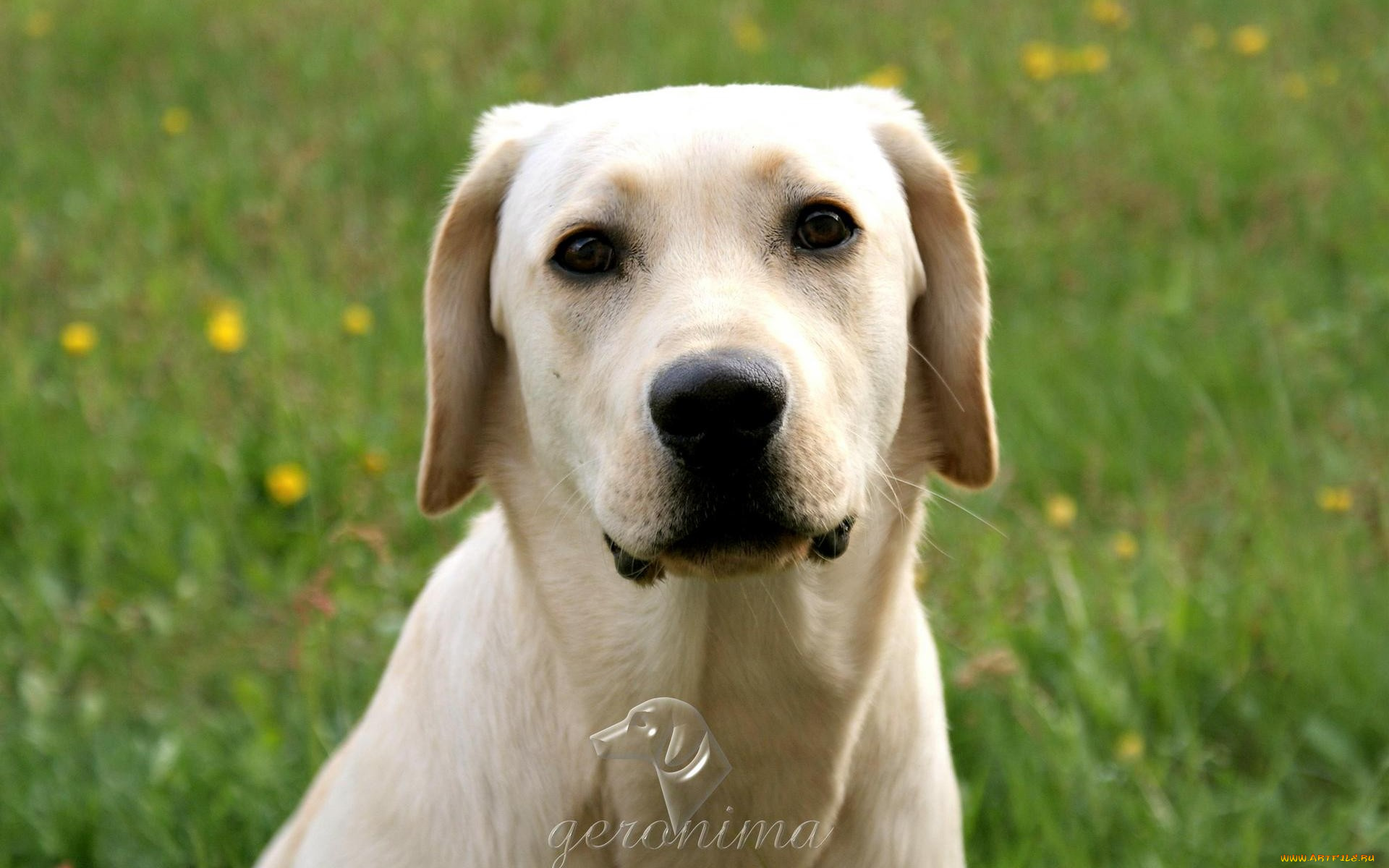 автор, geronima, животные, собаки, retriver