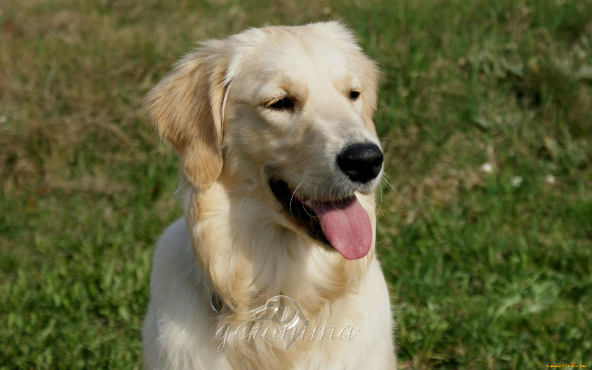 автор, geronima, животные, собаки, retriver