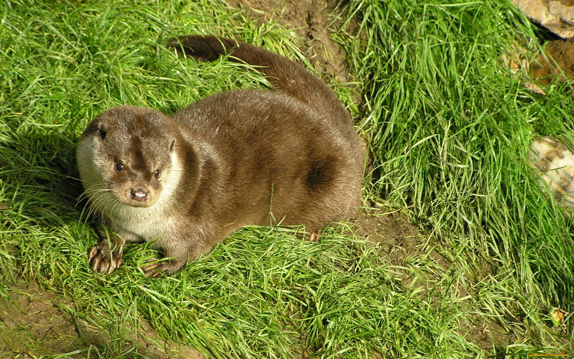 выдра, животные, выдры, каланы, ондатры, зверек, трава
