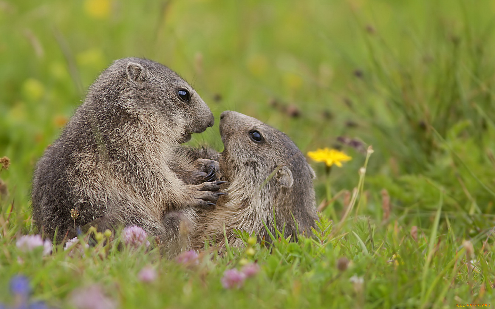 животные, суслики, сурки